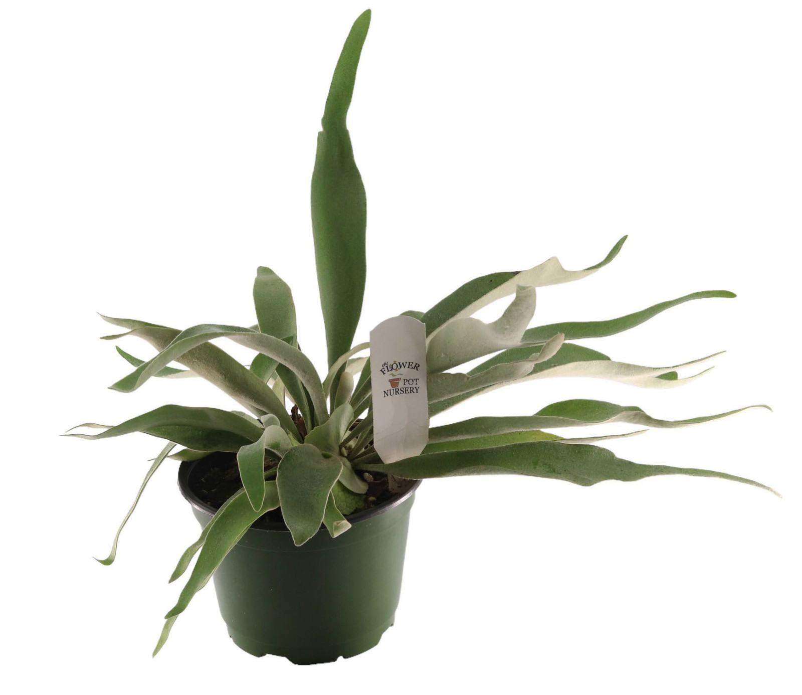 FlowerPotNursery Staghorn Fern Platycerium veitchii Lemoinei 6″ Pot
