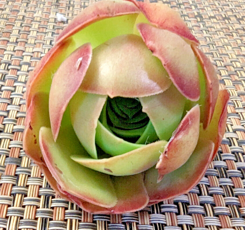 QUARTET (= A SET OF 4 DIFFERENT) AEONIUM CUTTINGS – 2″ (= 5 CM) DIAMETER