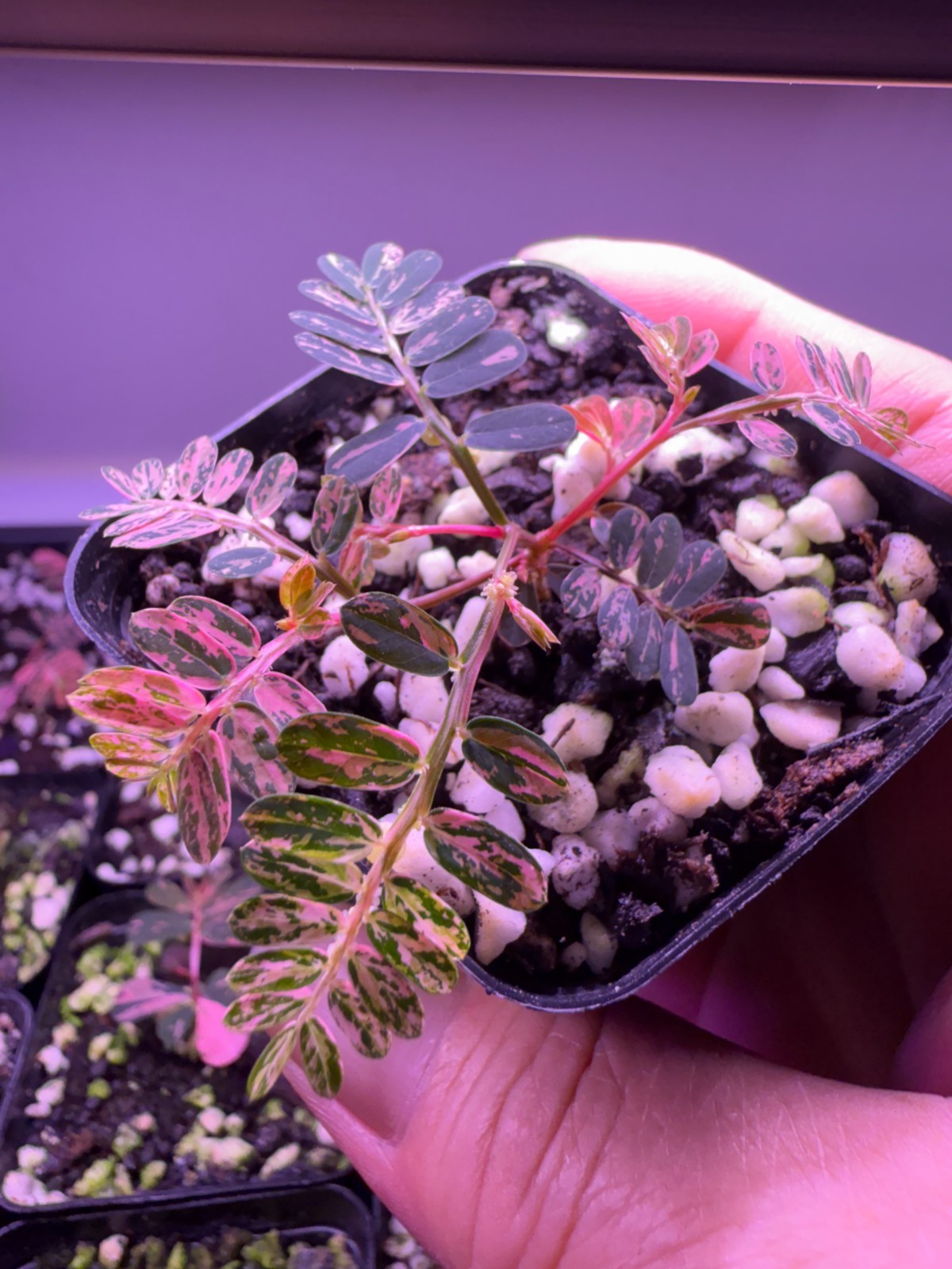 Phyllanthus urinaria pink variegated/Pink sensitive plant/seed grown seedling