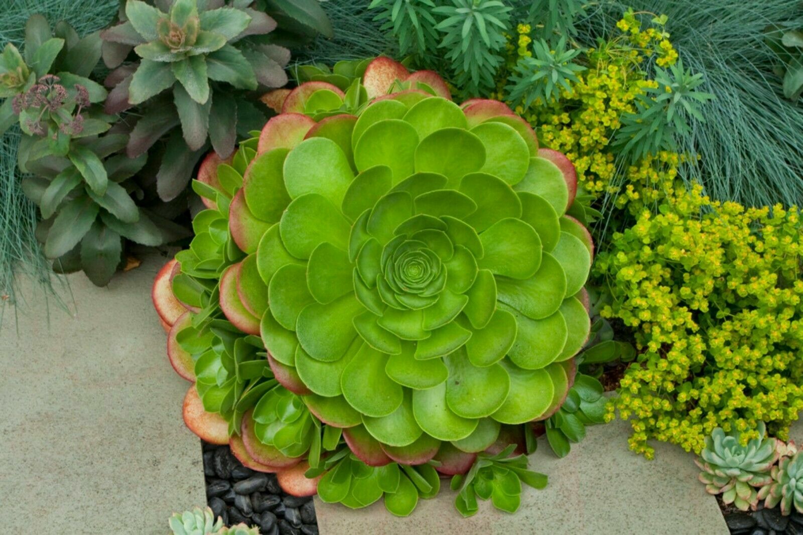 Cutting Japanese Aeonium Arboreum Green Cactus Succulent Live Plant no root