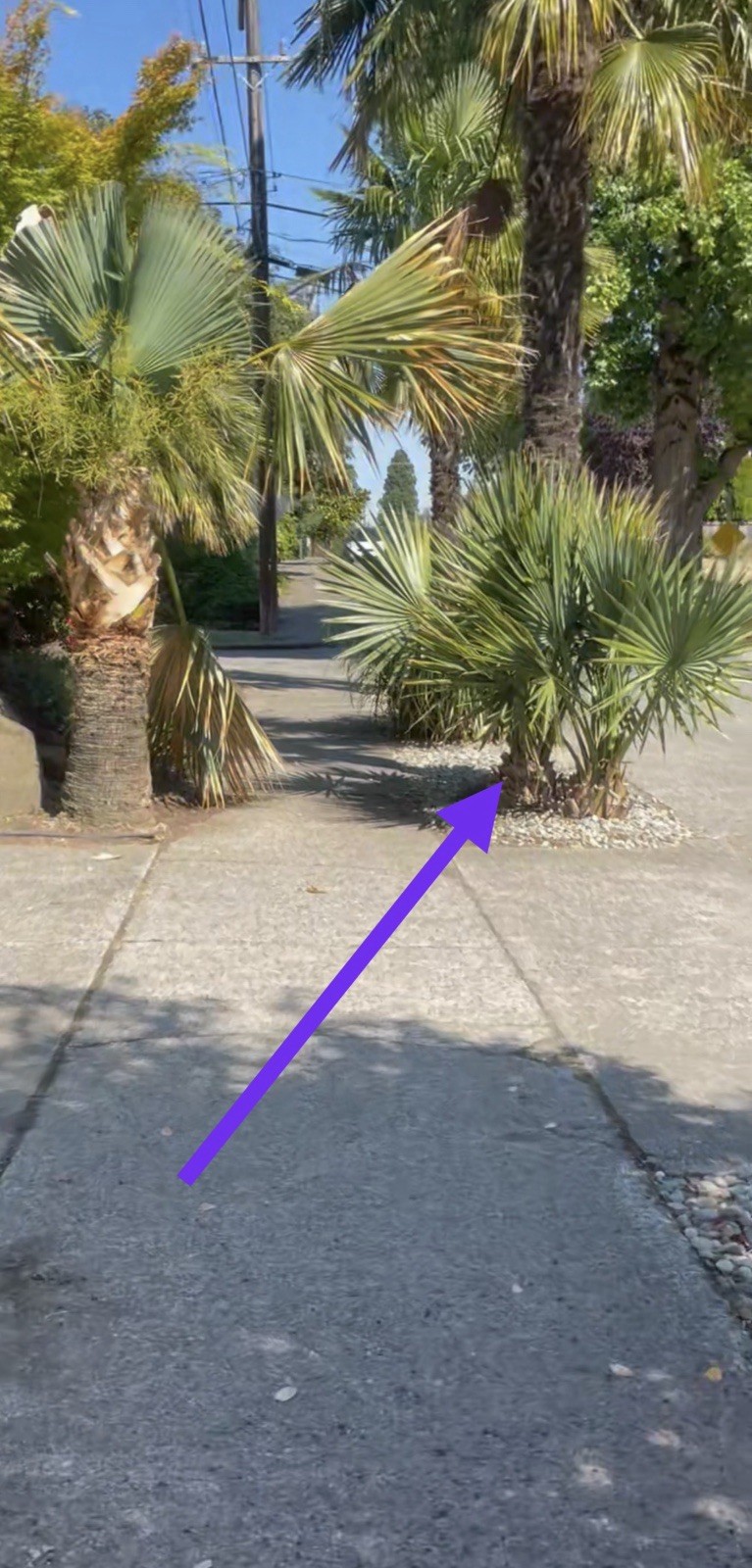 LIVE -4 Degrees Cold Hardy Palm – Snow/Ice Resilient-Shade Tolerant -Sabal Minor