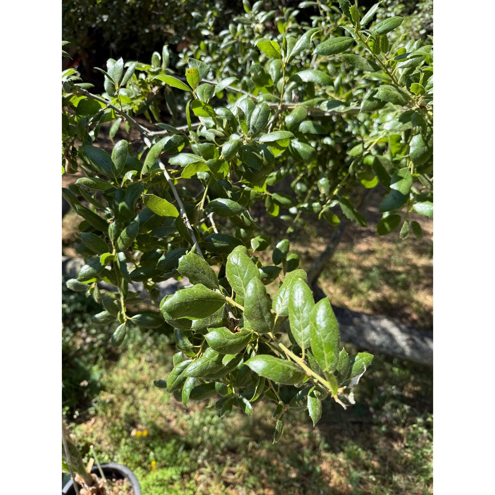 California Interior Live Oak Sapling