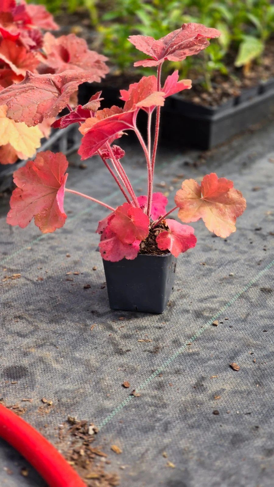 2 Southern Comfort Heuchera, in 3.5 inch containers-USA plants & company