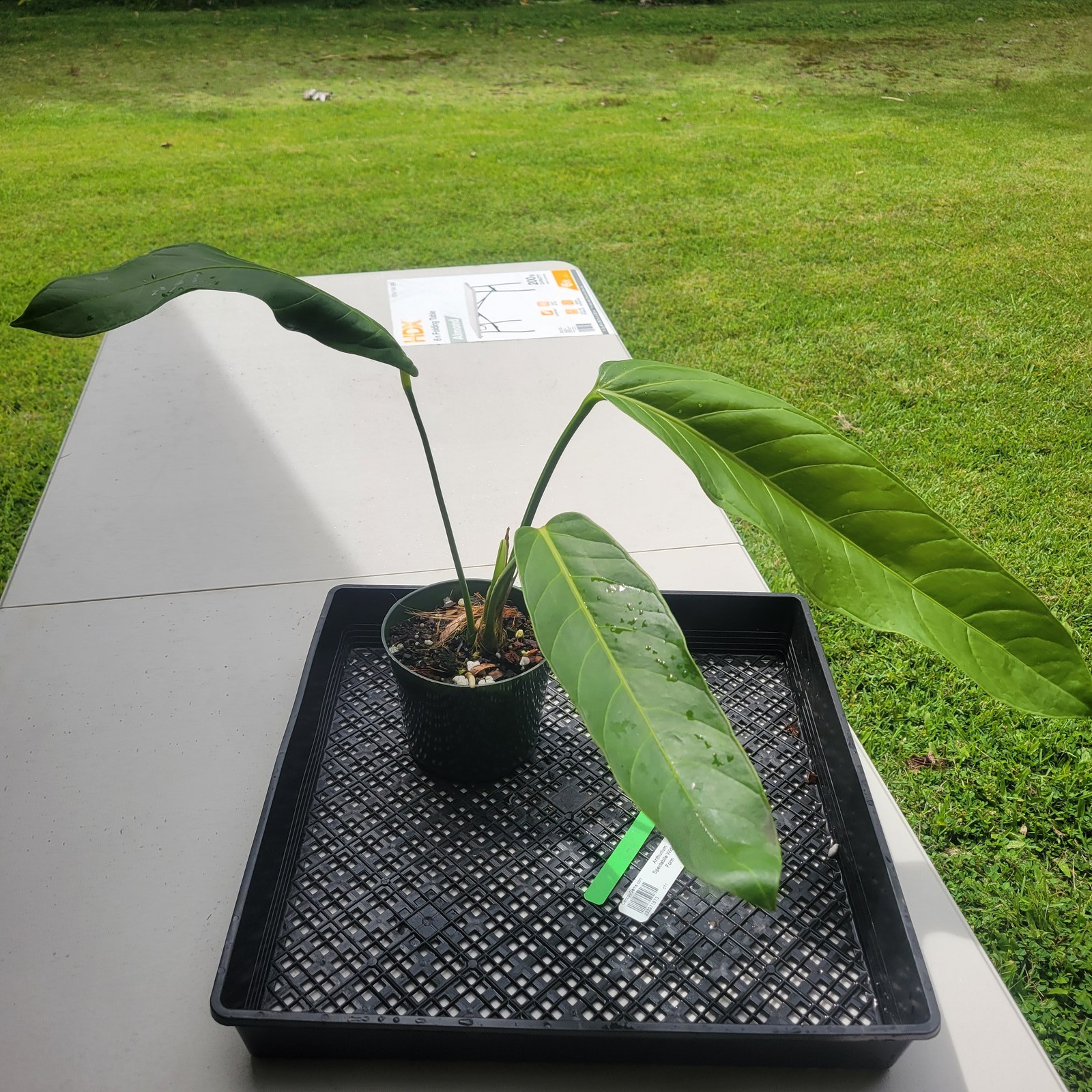 Anthurium Spectabile Wide Form, Exact Plant Ships Nationwide