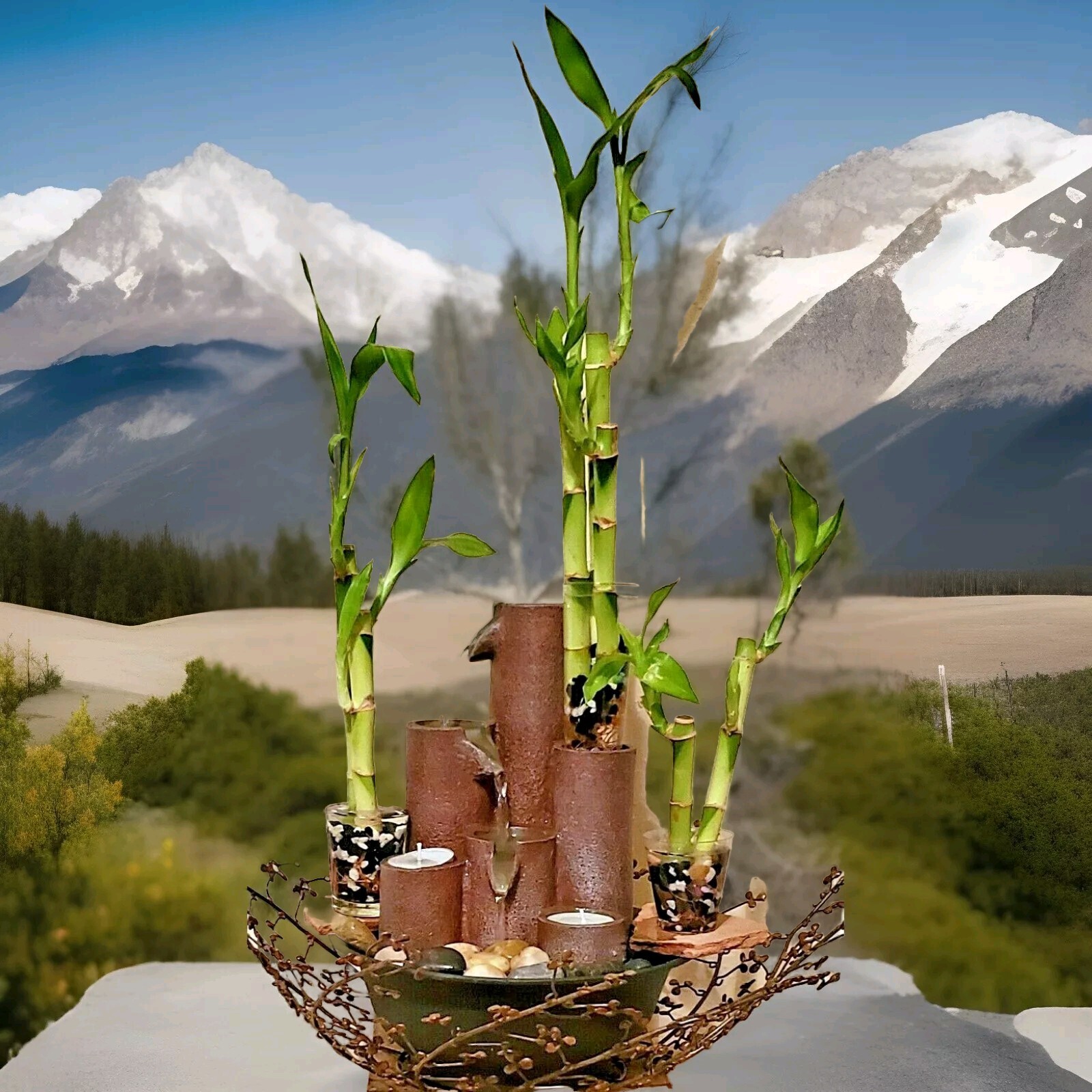 6 Lucky Bamboo Stalks 4″, 6″, 8″ FREE Butterfly Stake Perennial, GIFT, Rooted