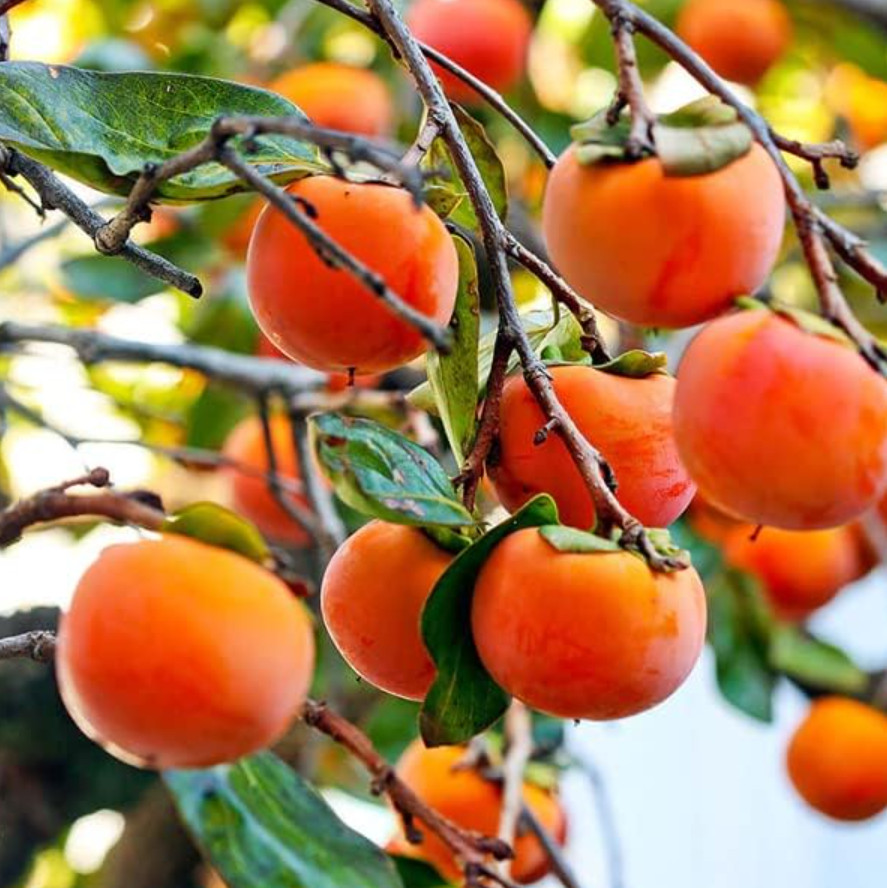 American Persimmon Tree – Live Plant 6–12″ Tall in Qt Pot – No Ship AK, HI, PR
