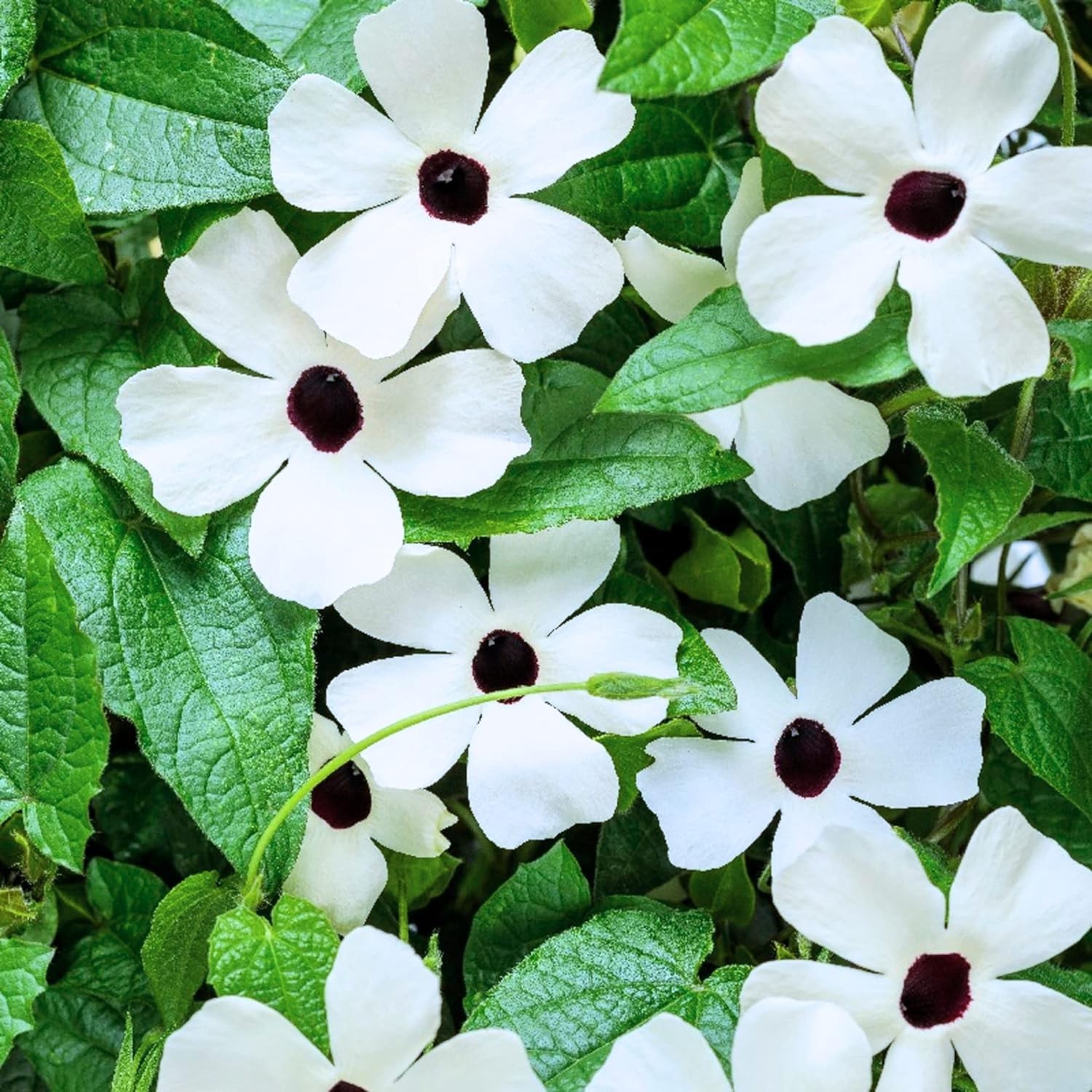 White Black-Eyed Susan Vine Thunbergia – Elegant Black and White Blooms on a …