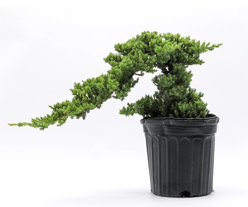 Juniper Pre Bonsai Tree Live Dwarf Evergreen Procumbens Nana Small Zen Garden
