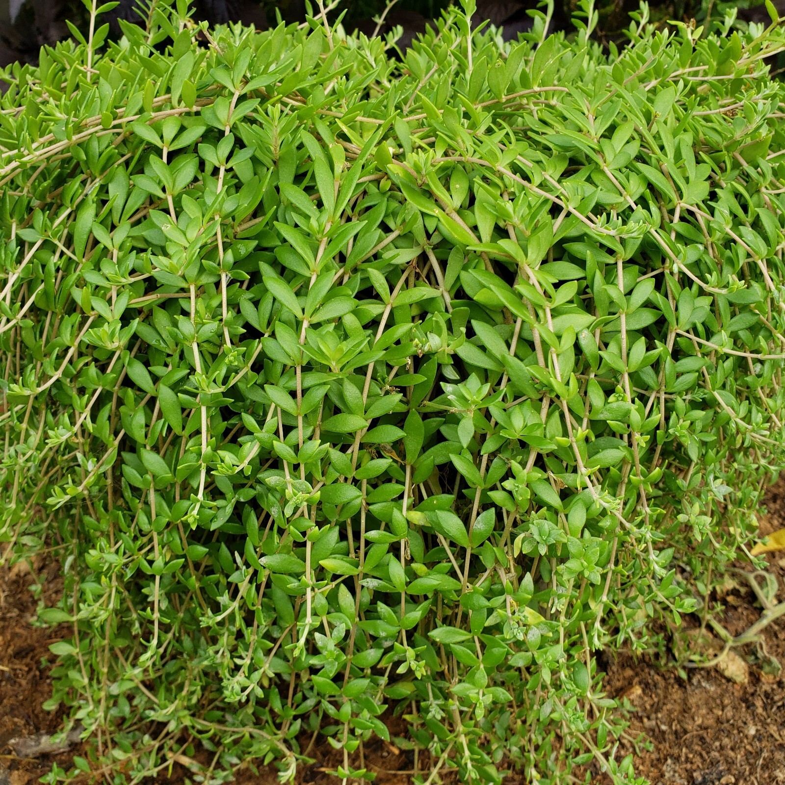 50 Sedum Sarmentosum Fast Growing Creeping Perennial Edible Live Plant Cuttings