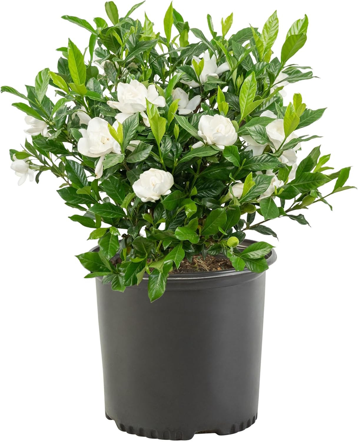 Shrub 2.5 Qt. August Beauty Gardenia