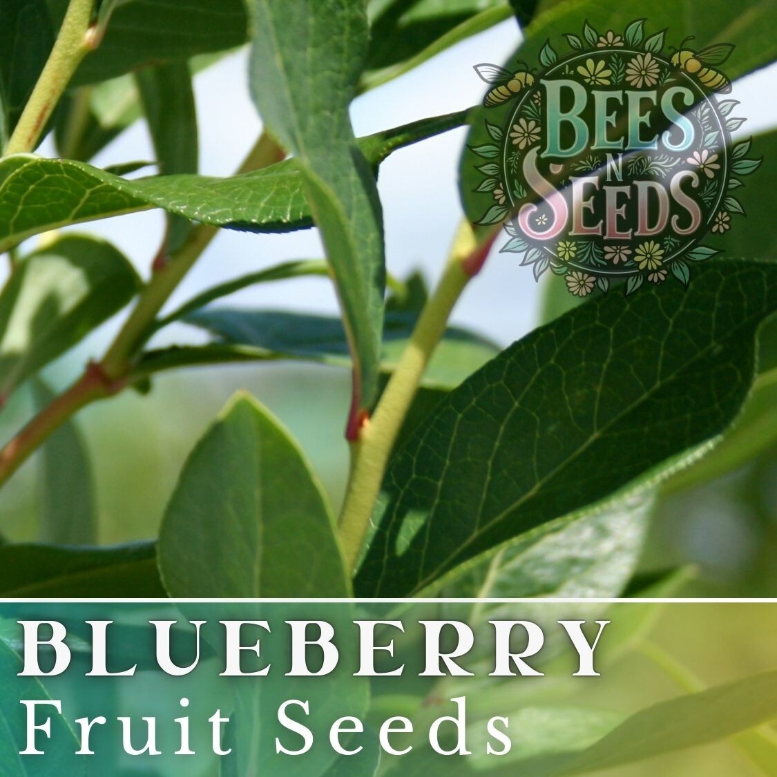 Blueberry Seeds 200, 750 or 3,200 Seeds Fruit Seeds, Non GMO, Bulk Seeds, Berry