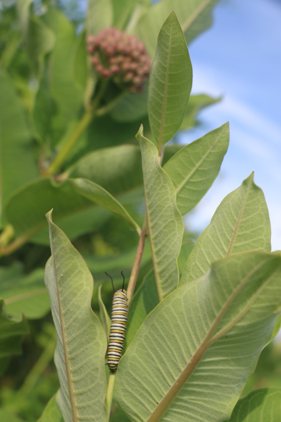 Monarch Milkweed Seed Pod, Asclepias Syriaca, COLD-HARDY, From Northern NY