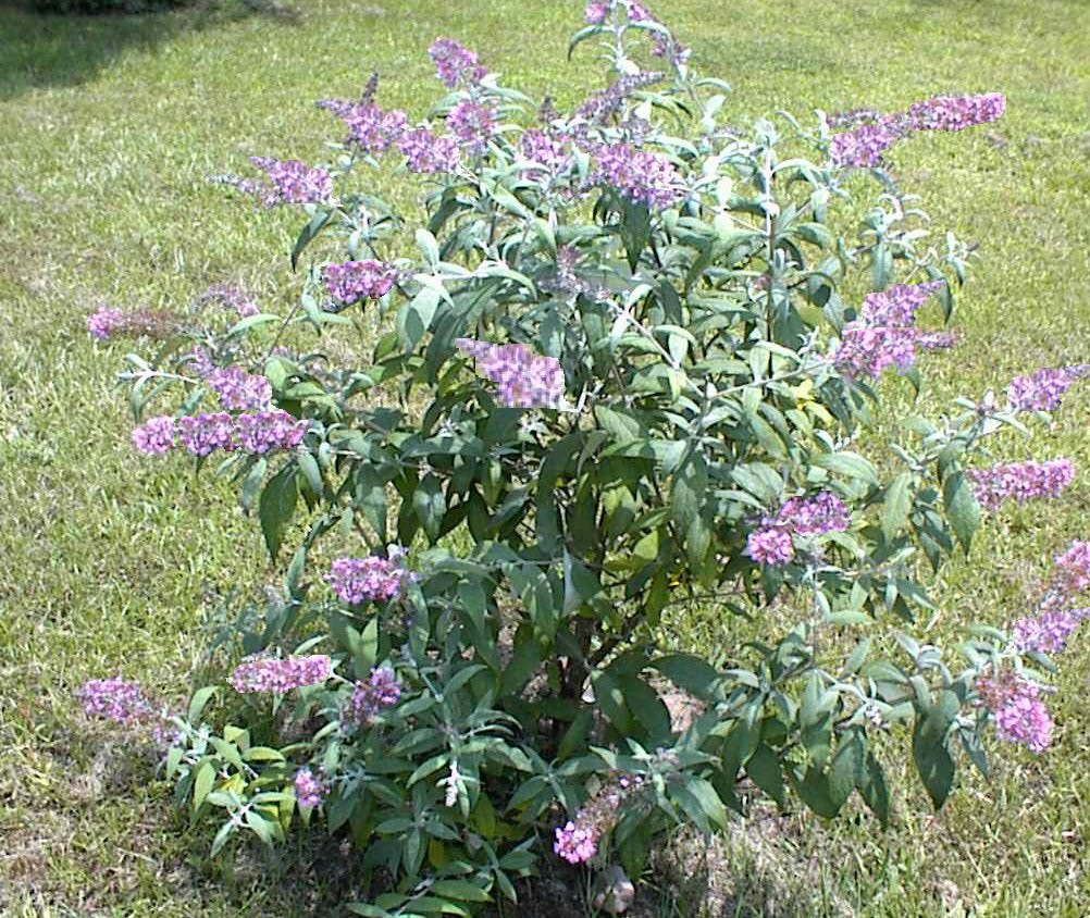 PINK DELIGHT BUTTERFLY BUSH 100 seeds USA Seller