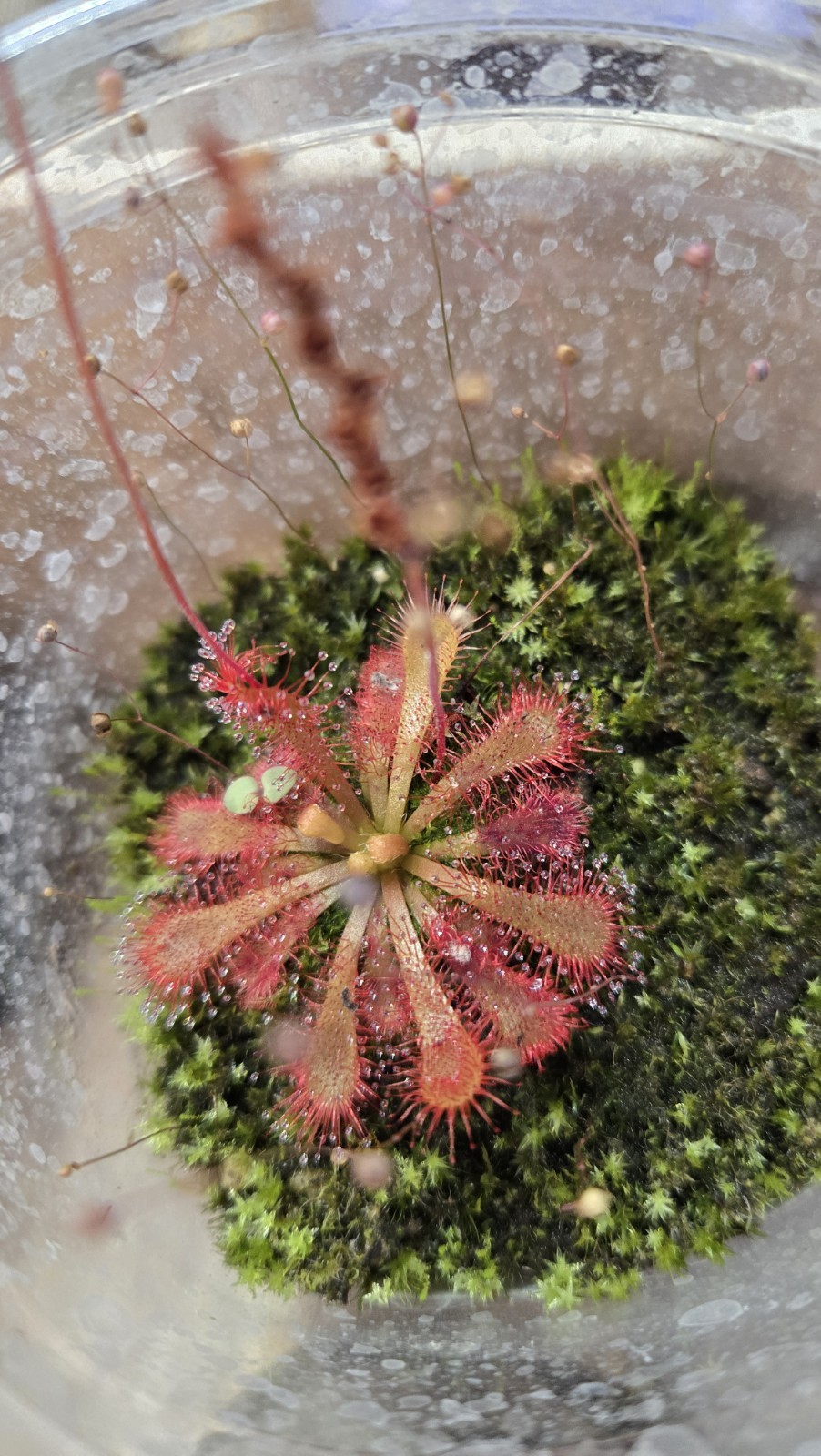 CARNIVOROUS PLANT 4 PACK- LIVE-DSCI (Sundews And VenusFlytrap)