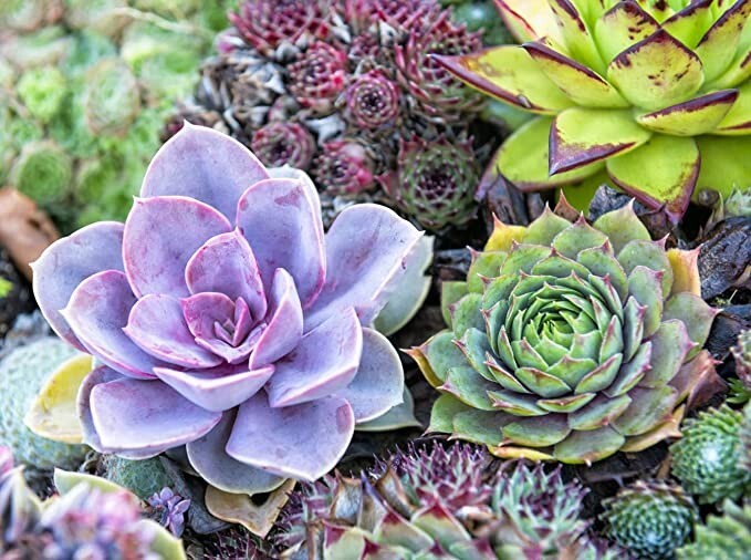 100pcs Mix Rare Succulent Seeds for Planting, DIY Bonsai Ornamental Plant
