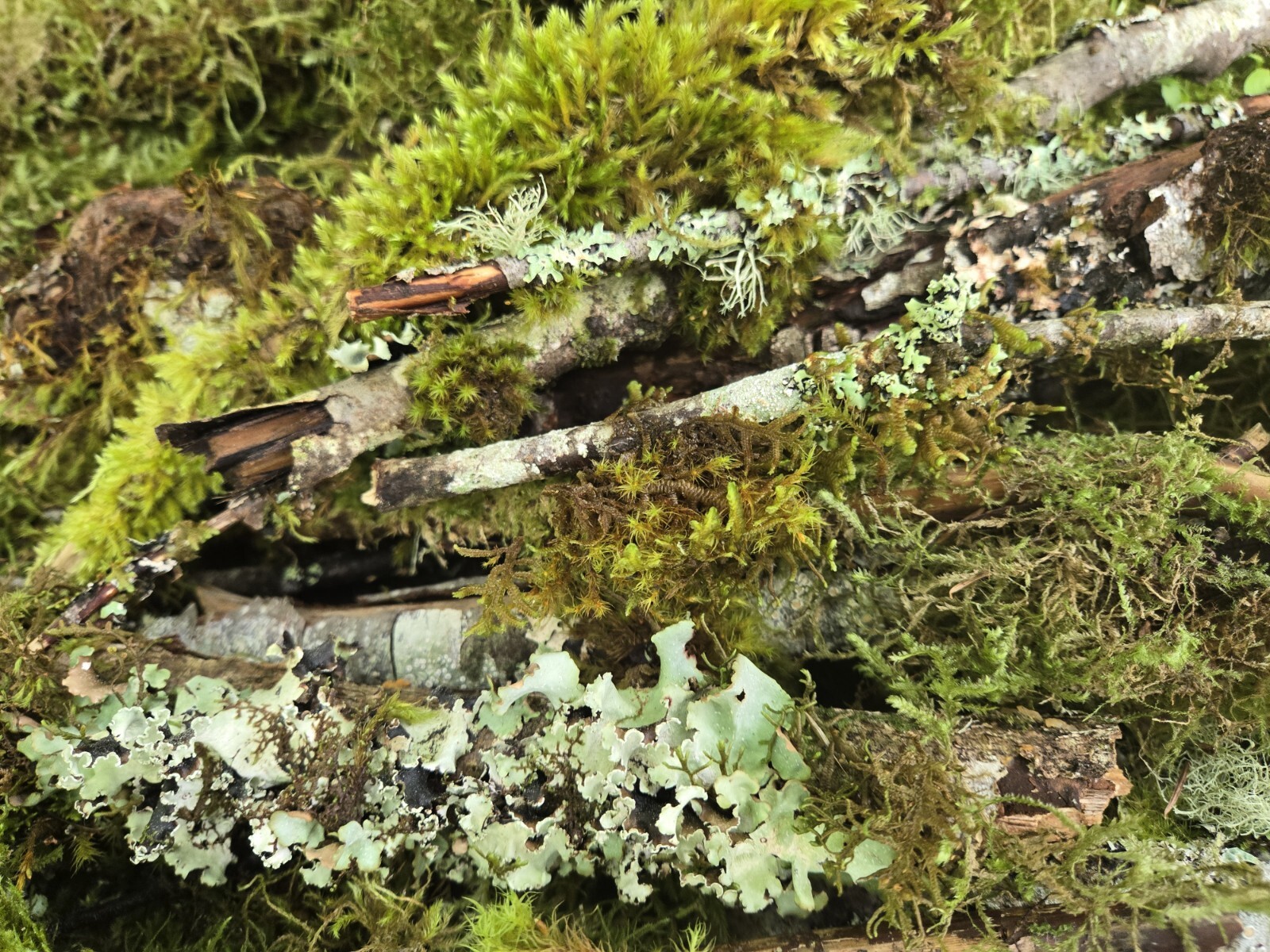 Live Moss & Lichen Sticks,Bark Pieces,Twigs~Fairy Garden,Terrarium,Isopods