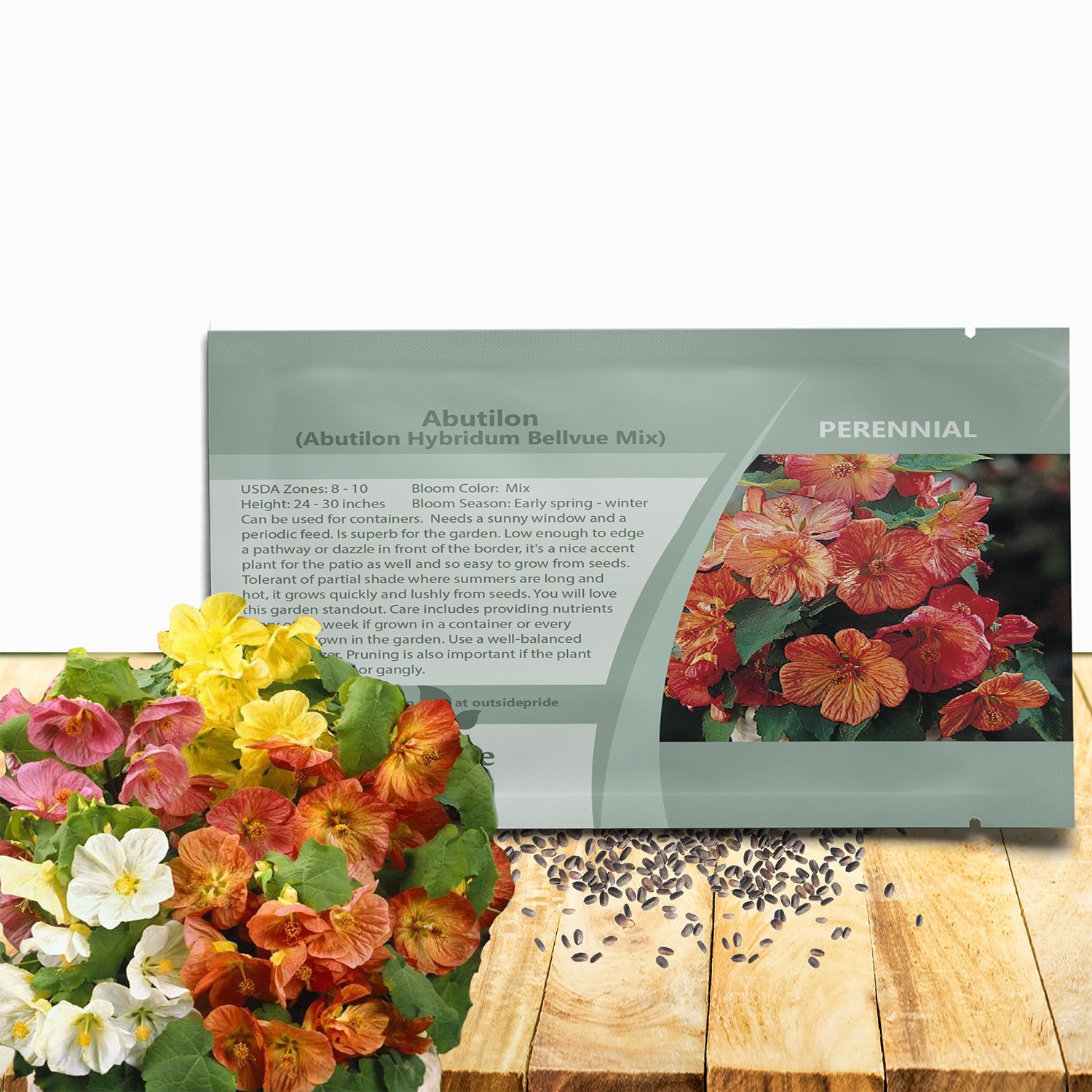 1000 Seeds Abutilon Seeds – Abutilon Hybridum Flowering Maple Flower Seeds