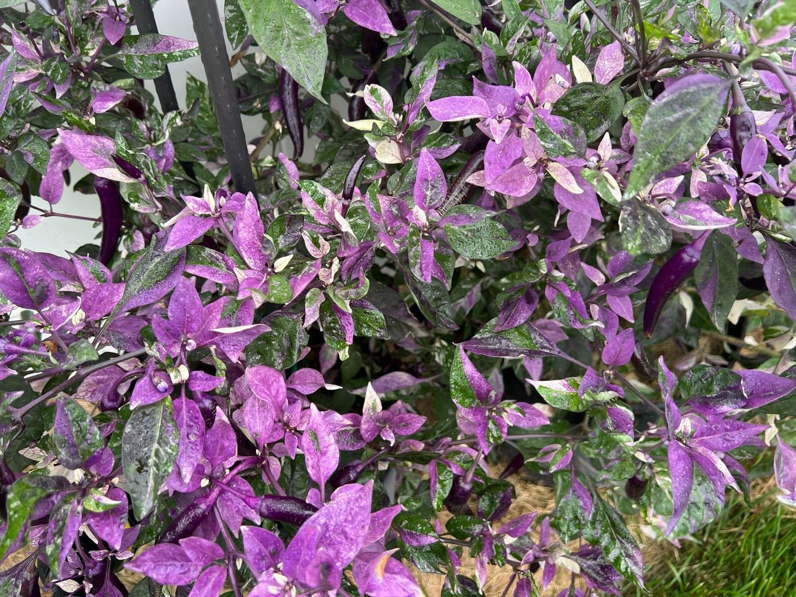 Dreamcatcher x Jalapeno Farmers Market Potato- Variegated Unique Pepper Seeds