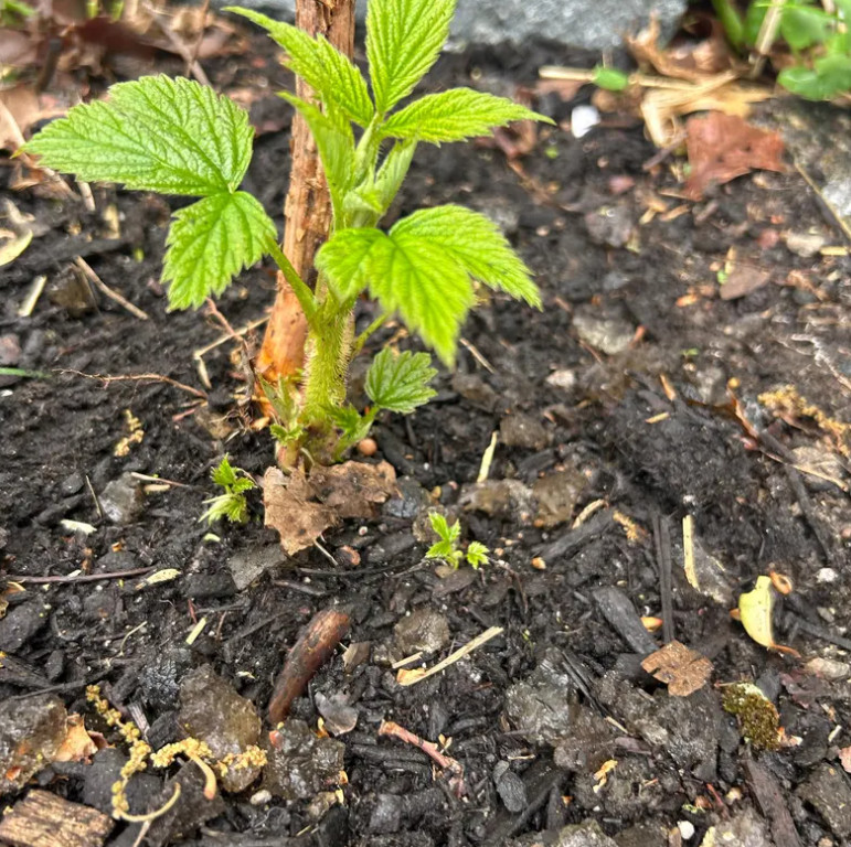 2 Double Gold Raspberry Plants Everbearing Sweet Bare Root Canes Zone 5-8