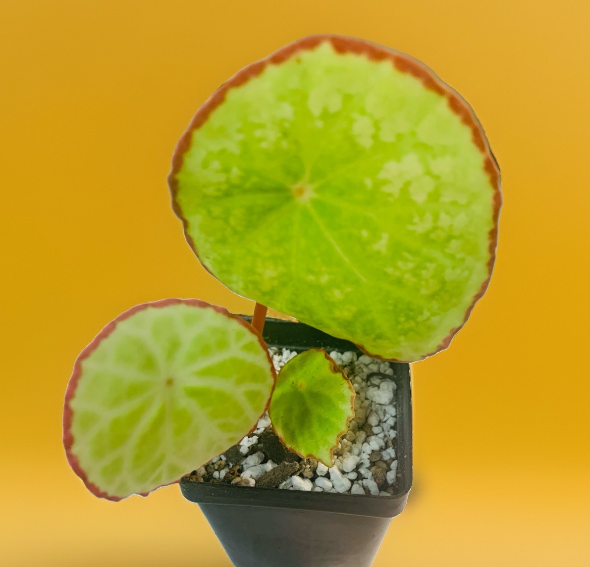 RARE Begonia Scapigera Live Plant potted- exact plant