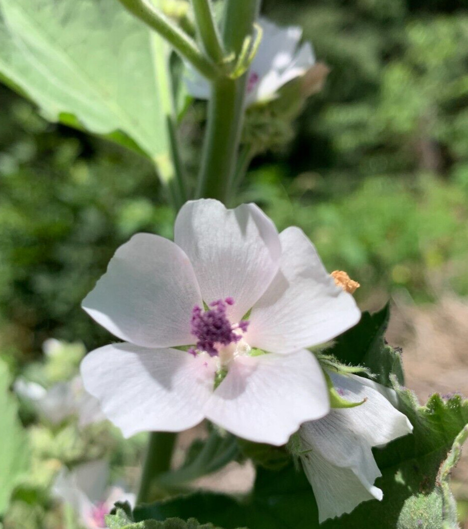 25 Organically Grown Marshmallow Seeds (Althaea Officinalis) – Medicinal Herb
