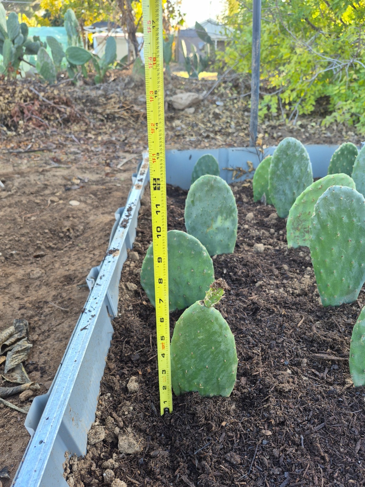 Rooted Prickly Pear Cactus Pad (8–12″) – Live Opuntia Plant
