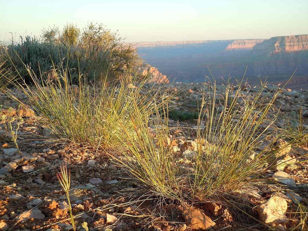 INDIAN RICEGRASS Oryzopsis Hymenoides – 100+ SEEDS