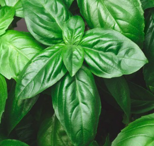 Landscaper’s Pack GENOVESE BASIL – Plant a Honey Bee Meadow Non-GMO 5000 Seeds!