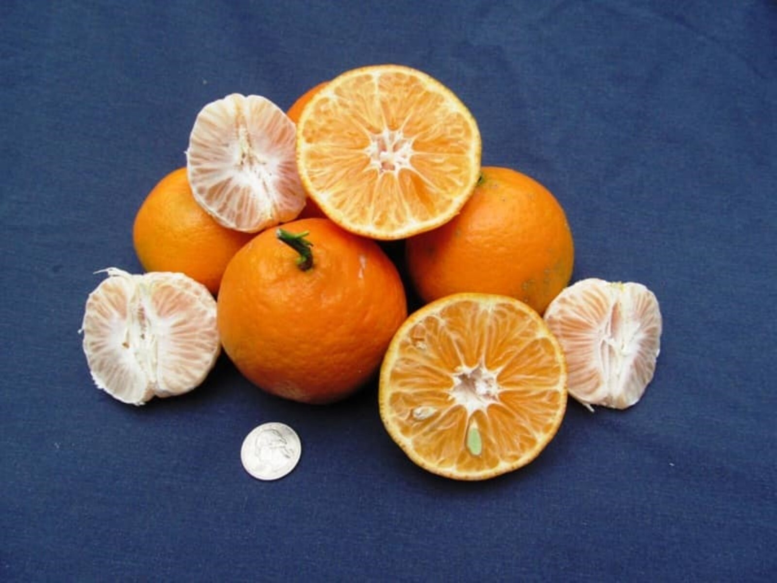 Florida only!! Nules Clementine Tangerine Tree 26-30 inches tall grafted tree