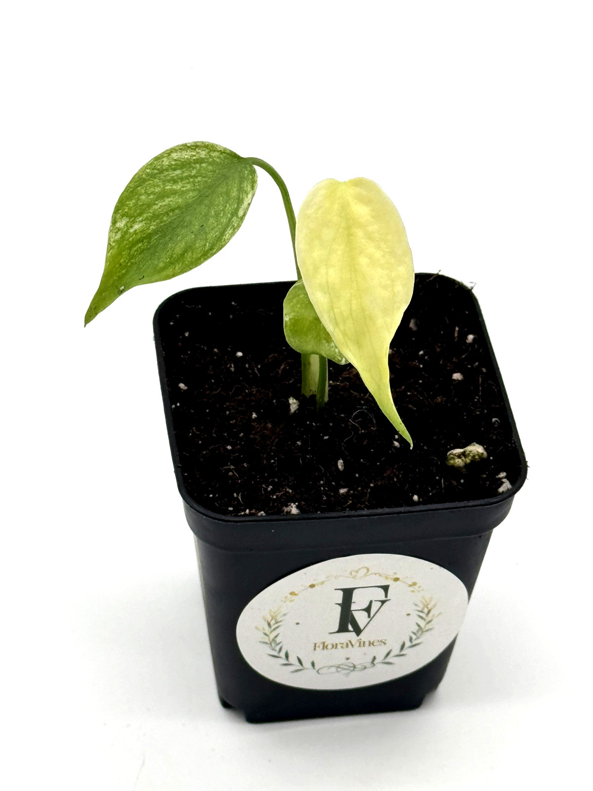 Monstera Deliciosa Mint Variegated Live Plant 2.5″ Square Pot Rooted