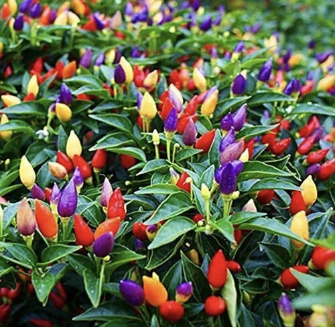 50+ SEEDS Five Color Chili Pepper- Rainbow Chili Seeds for Planting