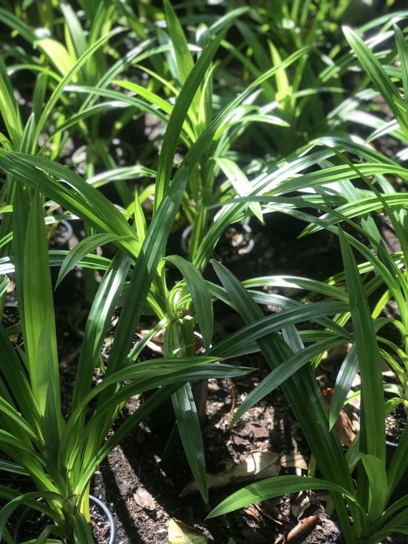 1 Live Pandan tree With Roots 6-8 Inch (lá Dứa) no pot