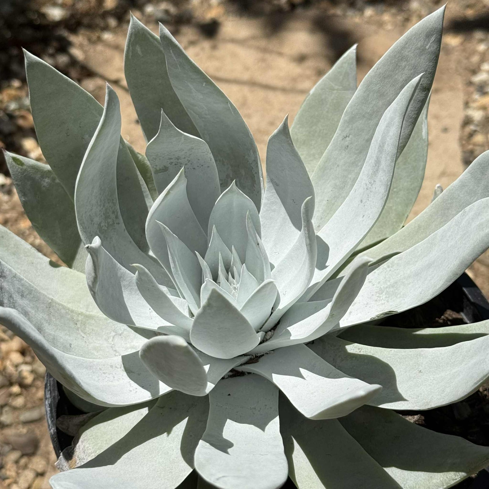 Dudleya brittonii ‘Giant Chalk’