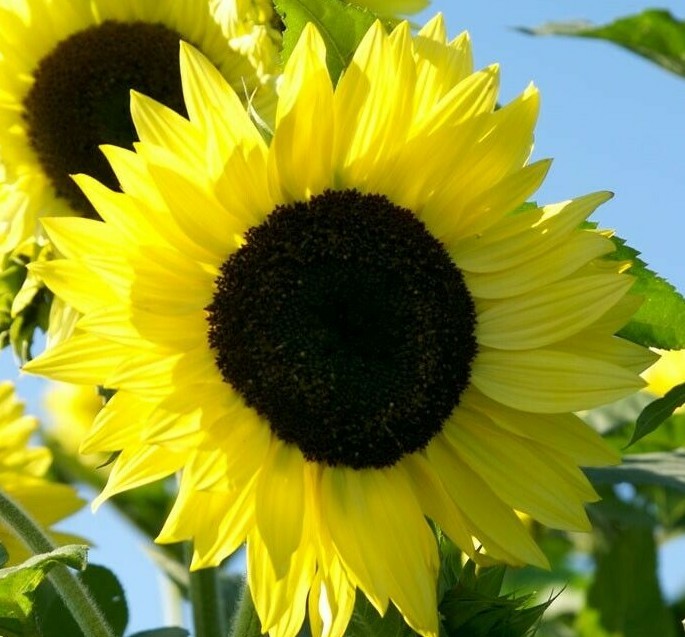 LEMON QUEEN SUNFLOWER SEEDS 20+ ANNUAL flowers GARDEN bees BIRDS Free Shipping