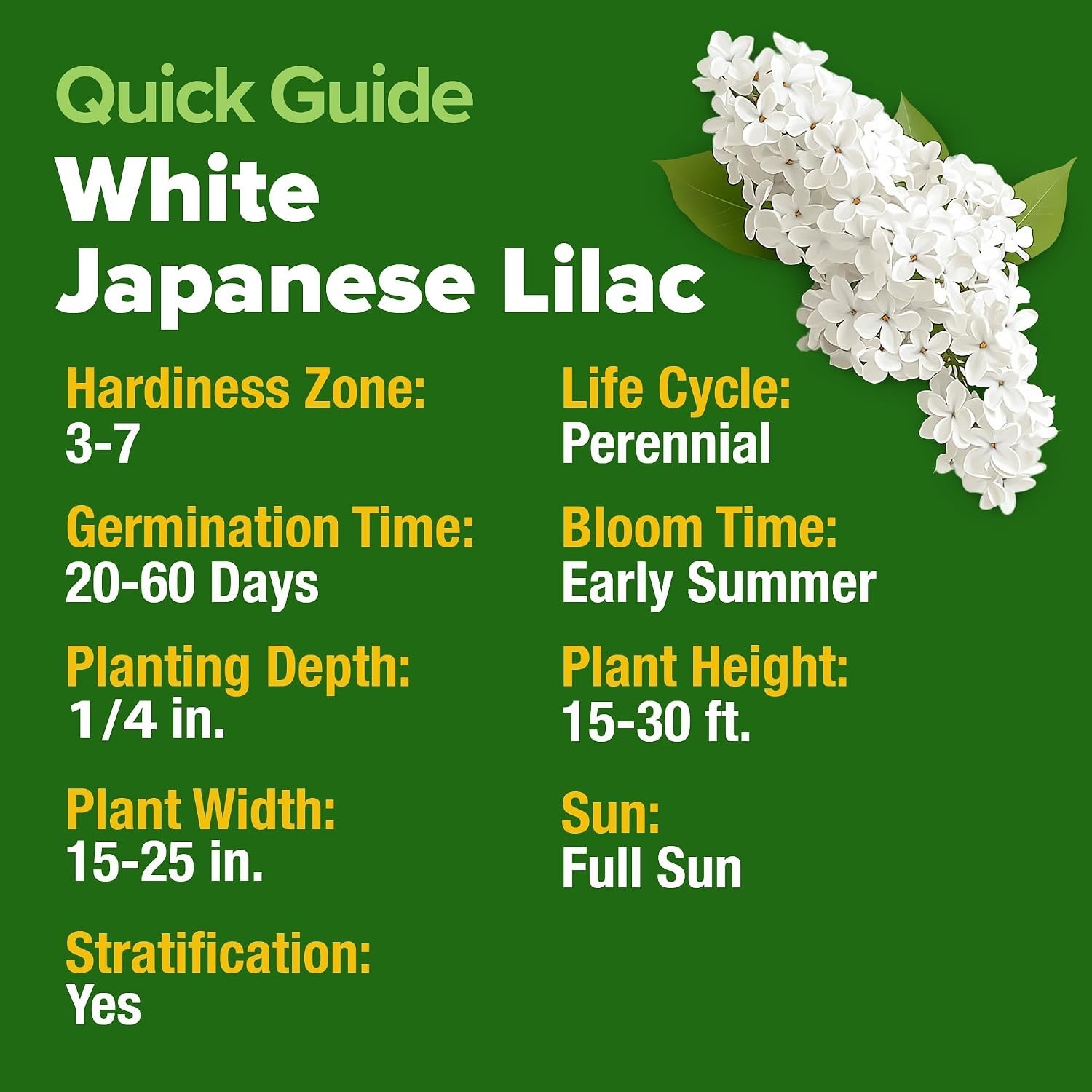 53 Non-GMO White Lilac Seeds – Fragrant Heirloom Flowering Tree Planting Guide