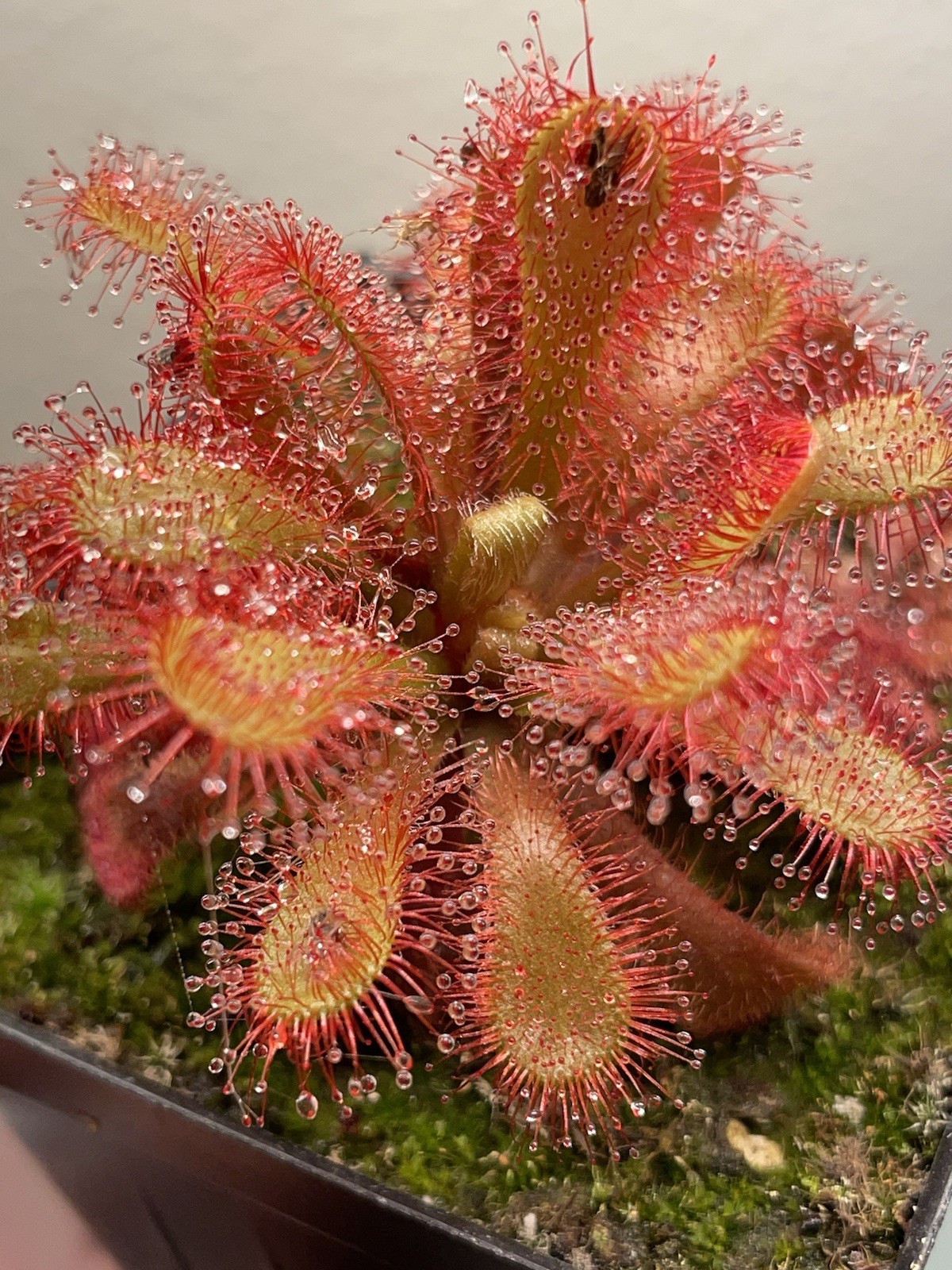 2026 Seeds- Drosera Venusta, Subtropical Sundew. Carnívoro Plant Seeds