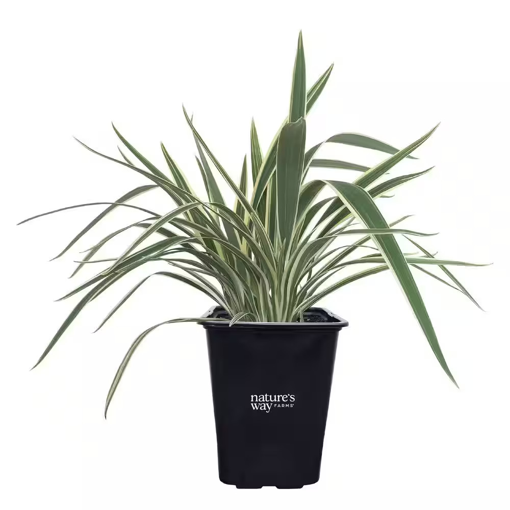 Dianella Live Outdoor Plant in Growers Pot Average Shipping Height 1-2 Ft. Tall