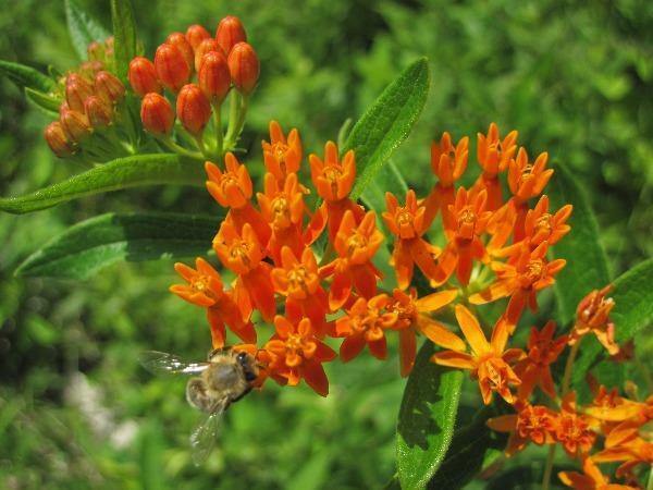 Asclepias tuberosa | Orange Milkweed | 150 Seeds