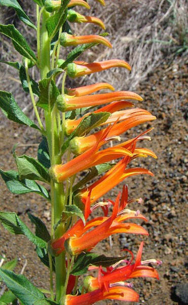 Lobelia laxiflora subsp. angustifolia | Hardy or Mexican Lobelia | 50 Tiny Seeds