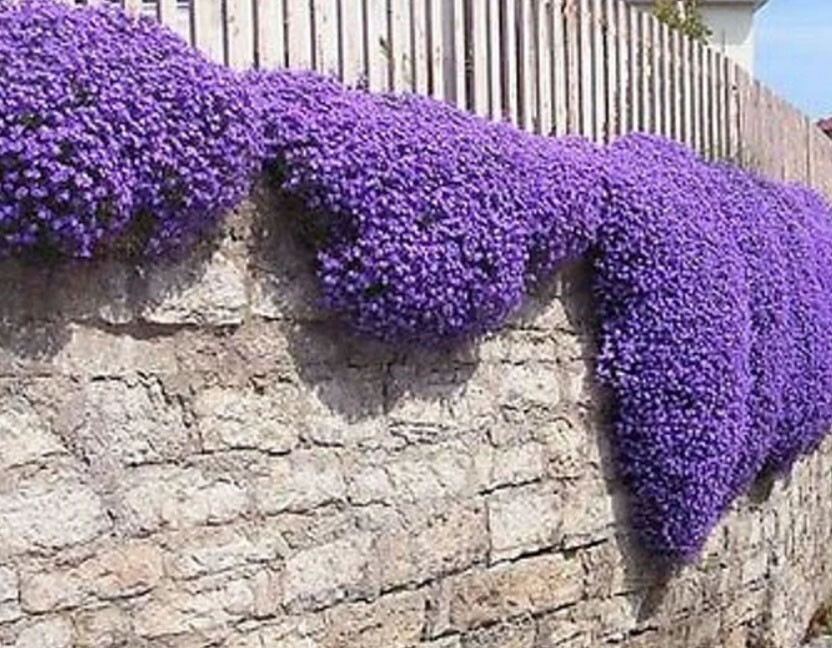 Groundcover ROCK CRESS PURPLE Fragrant Honey Bees Rock Gardens NonGMO 1000 Seeds