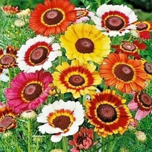 Bulk Painted Daisy Seeds Heirloom Tanacetum coccineum Classic Garden Perennial