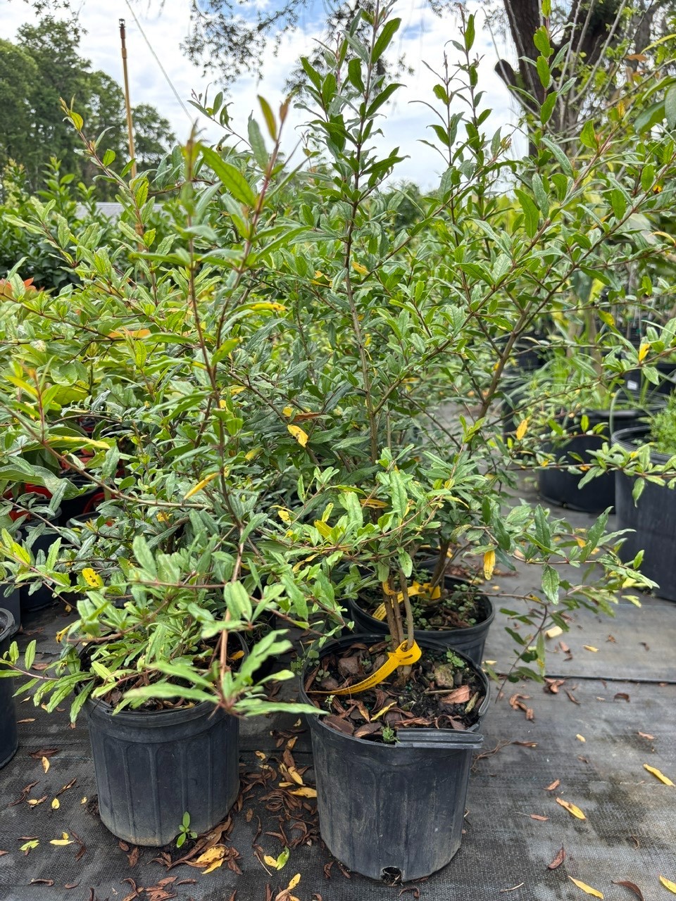 Pomegranate Tree- Parfyanka- 3 gallon 3 Feet Tall. No CA shipping