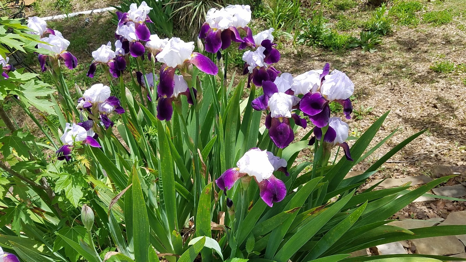 5x MIXED VARIETIES/COLORS IRIS Bulbs/Rhizomes FRESH