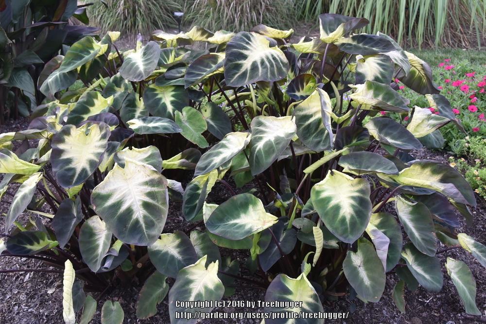 Tropical Storm Colocasia / Elephant Ear – 1 Gallon Size Plant