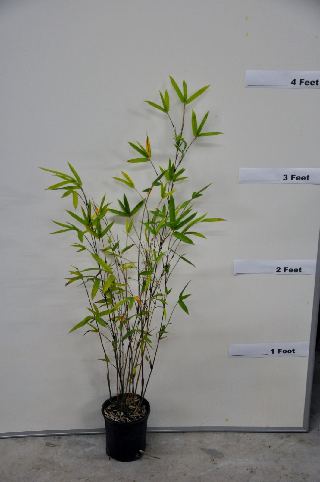 4 Plants – Bambusa Alphonse Karr Clumping Bamboo “Golden Hedge” Non-Invasive 4’+