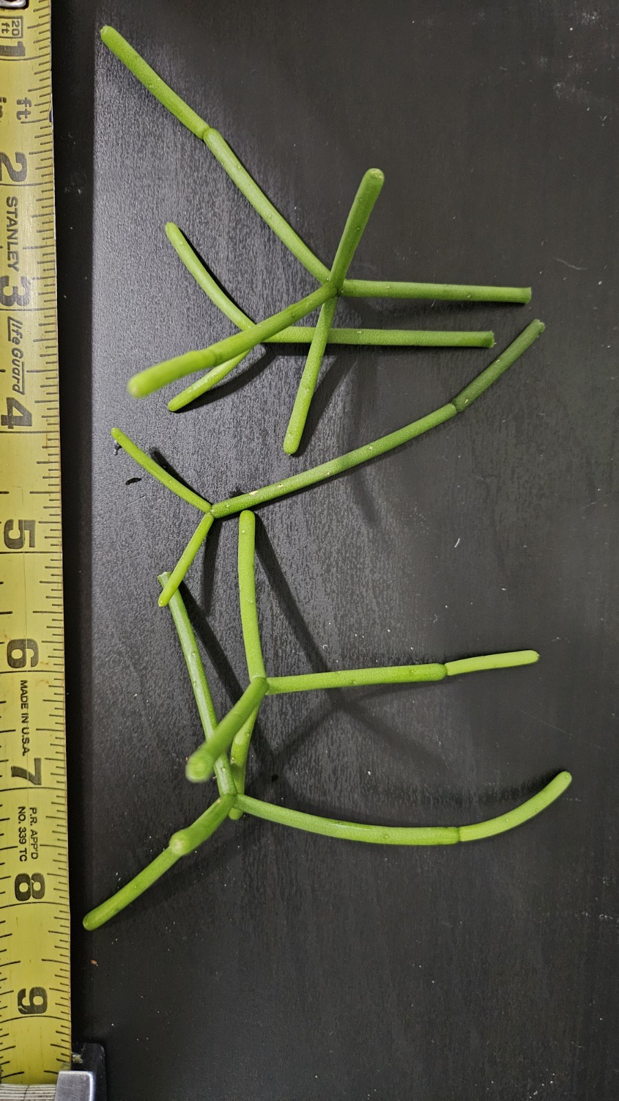 Rhipsalis baccifera rhodocarpa-White Flowers-Orange Fruit-4 clumping branches