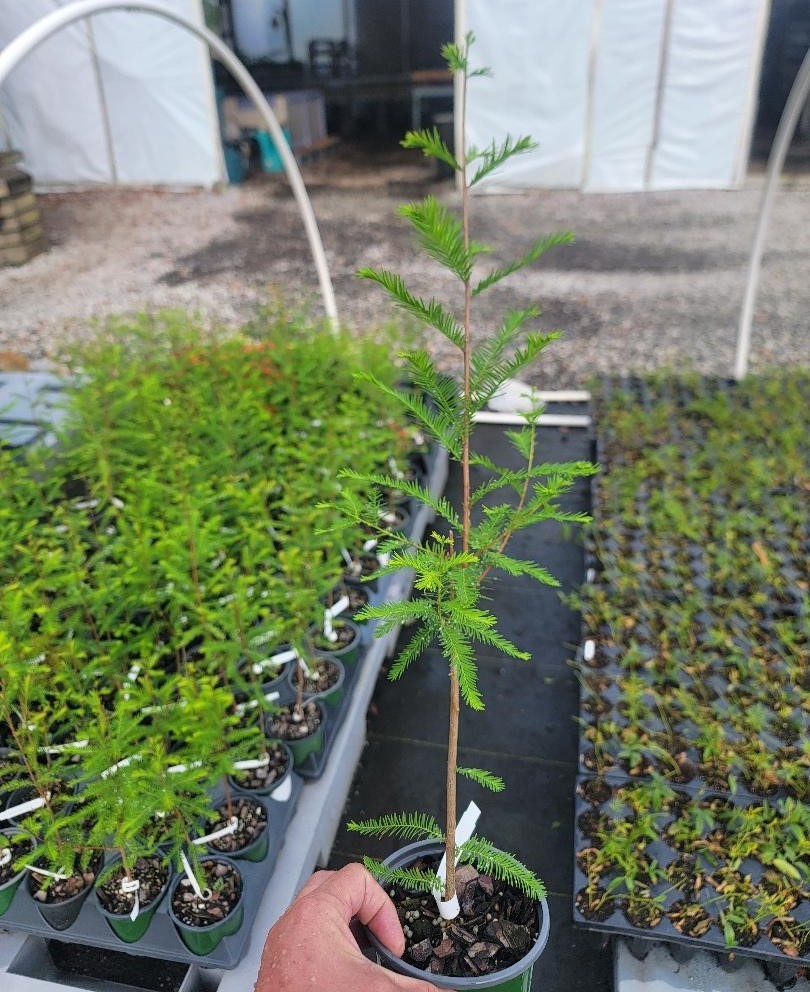 Bald Cypress Tree ( Taxodium ) – Live Plant – ( 1 QT )
