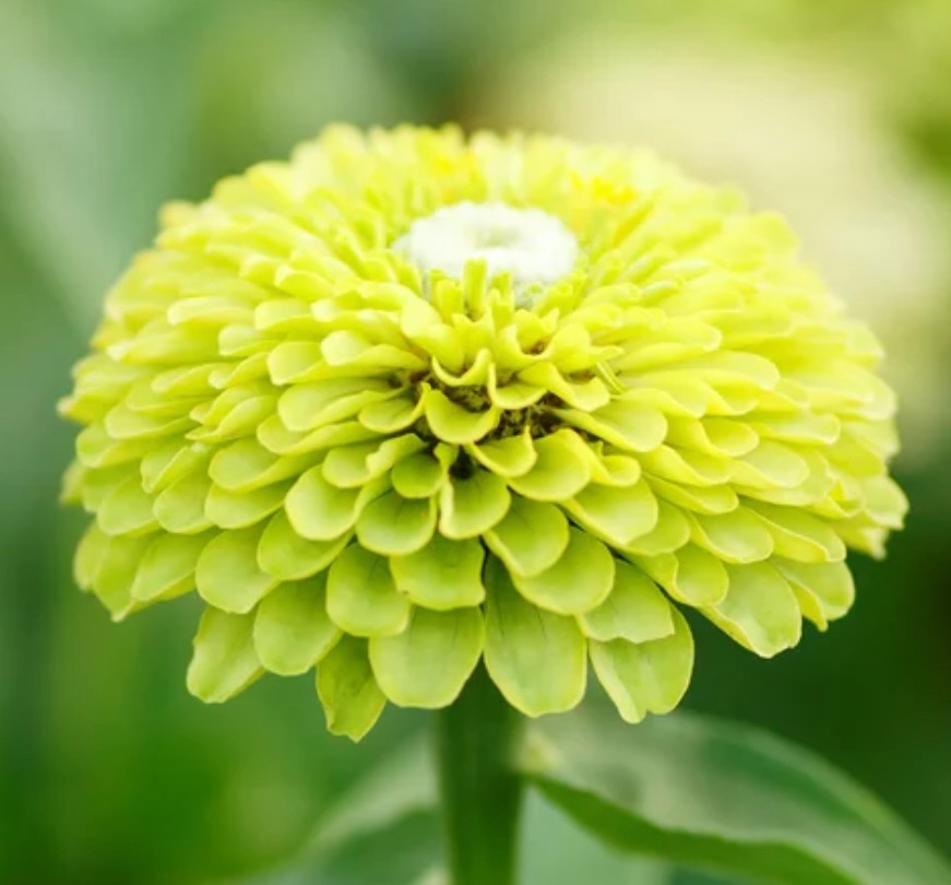 100+ Green Envy Zinnia Seeds **Fresh Seeds** ~~Free Shipping~~