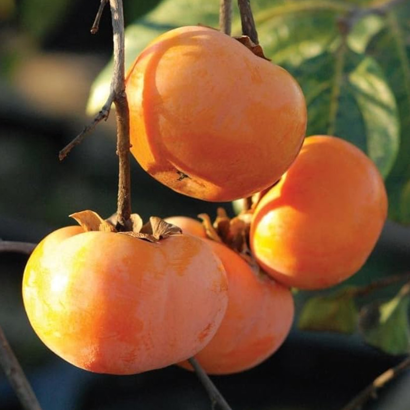 American Persimmon Tree – Live Plant 6–12″ Tall in Qt Pot – No Ship AK, HI, PR