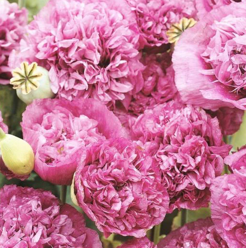 Poppy VIOLETTA BLUSH Pink/Purple LARGE BLOOMS TALL Pollinators NonGMO 1000 Seeds